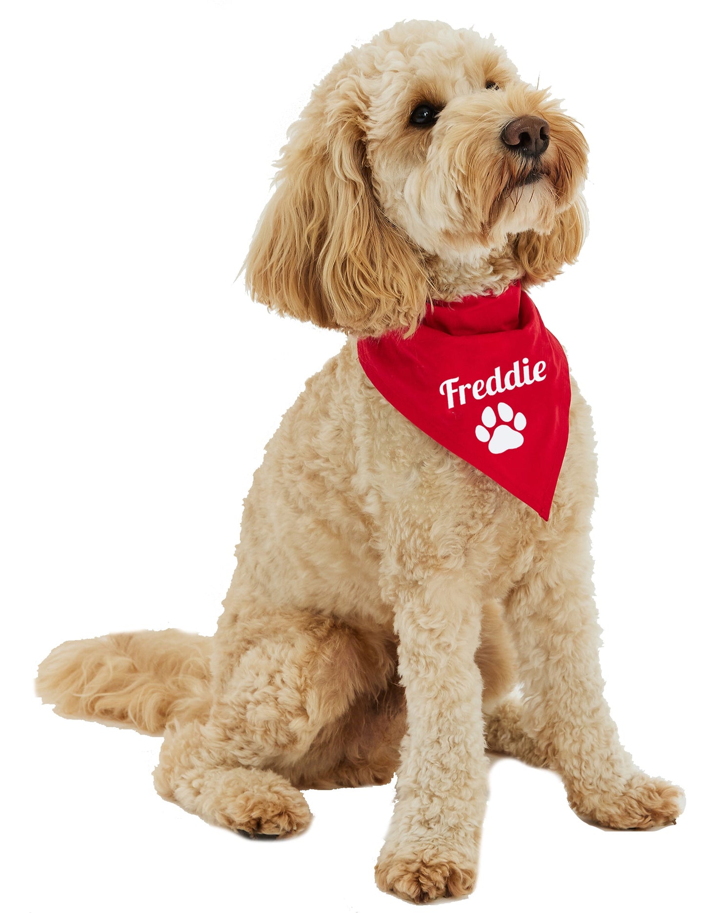 Personalised Pet Dog Red Bandana
